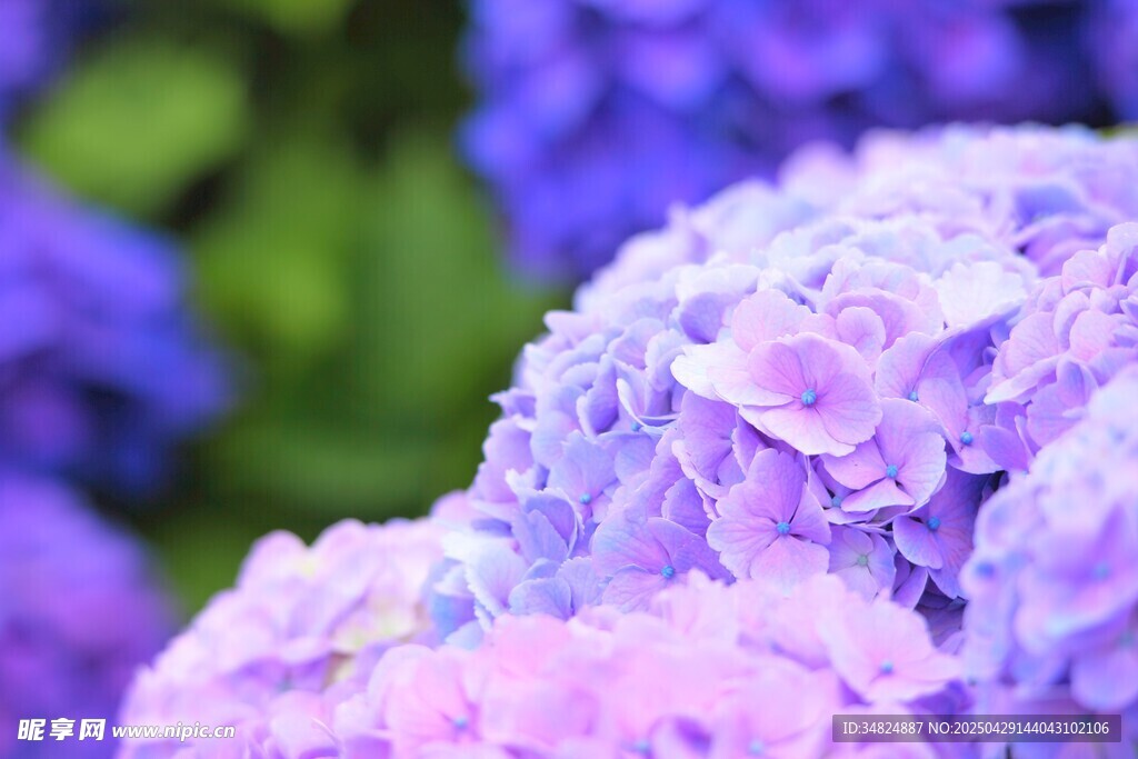 梦幻紫绣球花绽放