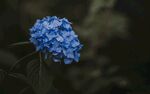蓝色绣球花特写