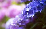 蓝紫色绣球花特写