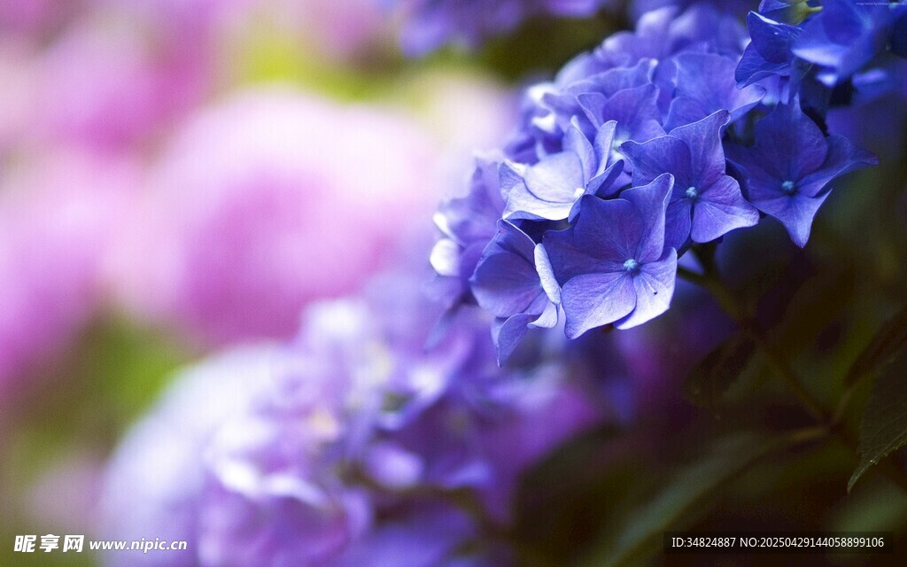 蓝紫色绣球花特写