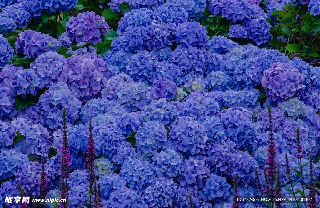 蓝紫色绣球花绽放美景