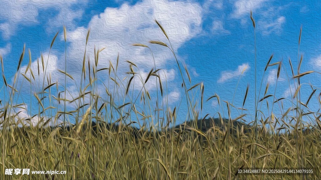 蓝天野草风景图