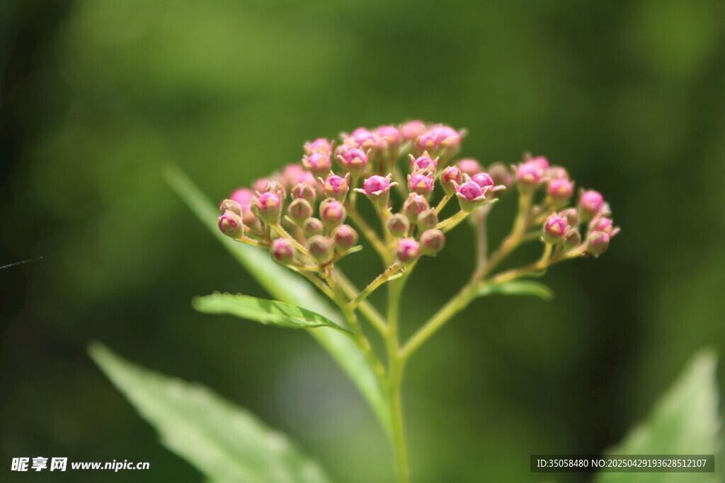 粉花绣线菊