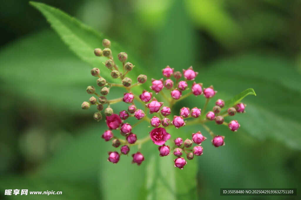 粉花绣线菊