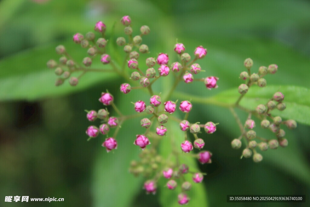 粉花绣线菊