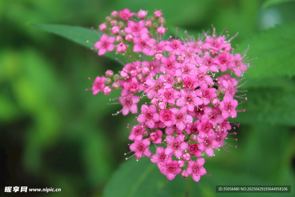 粉花绣线菊