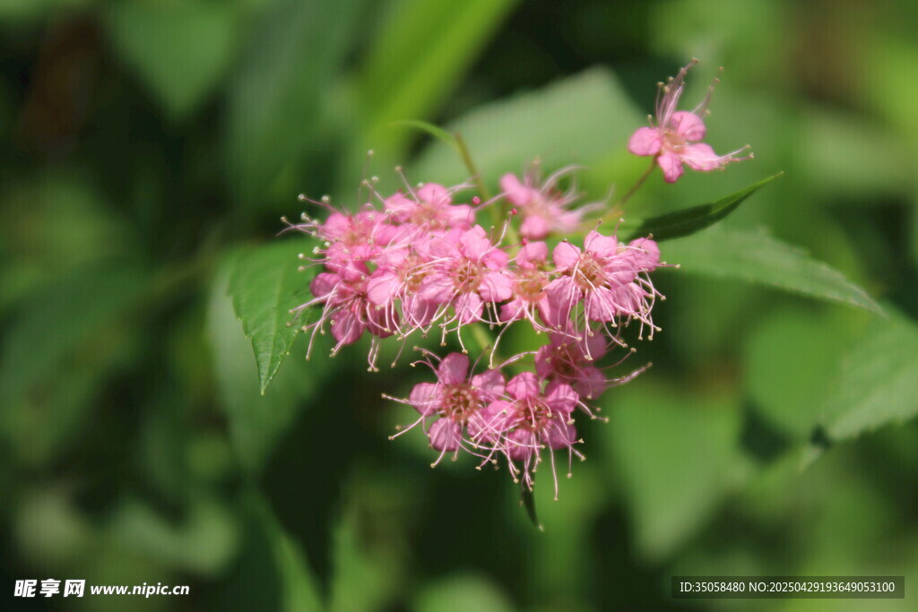 粉花绣线菊