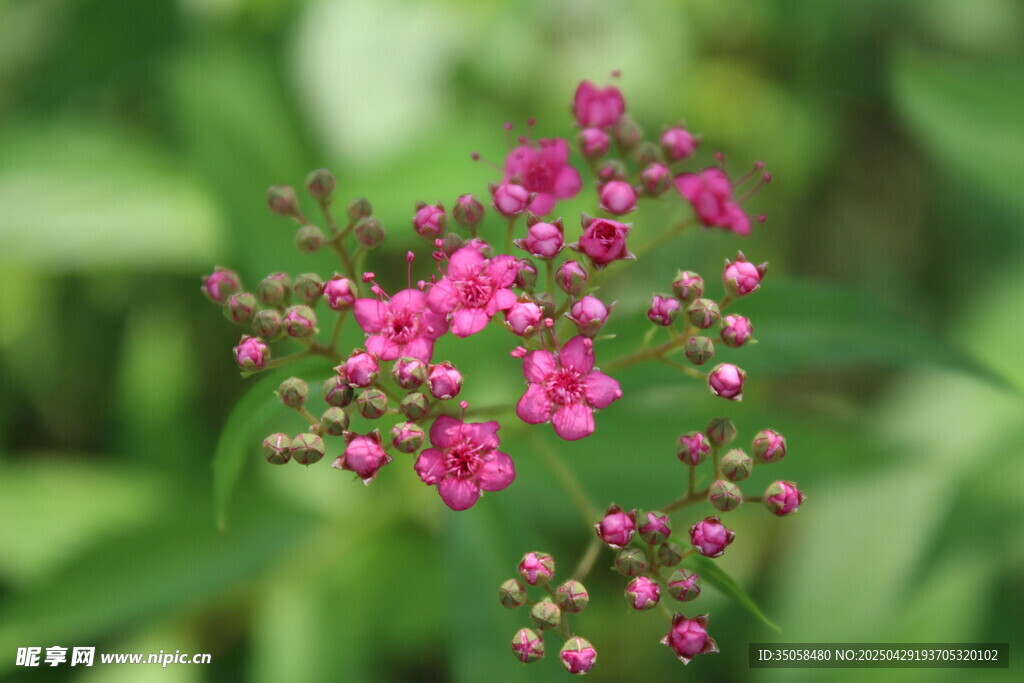 粉花绣线菊