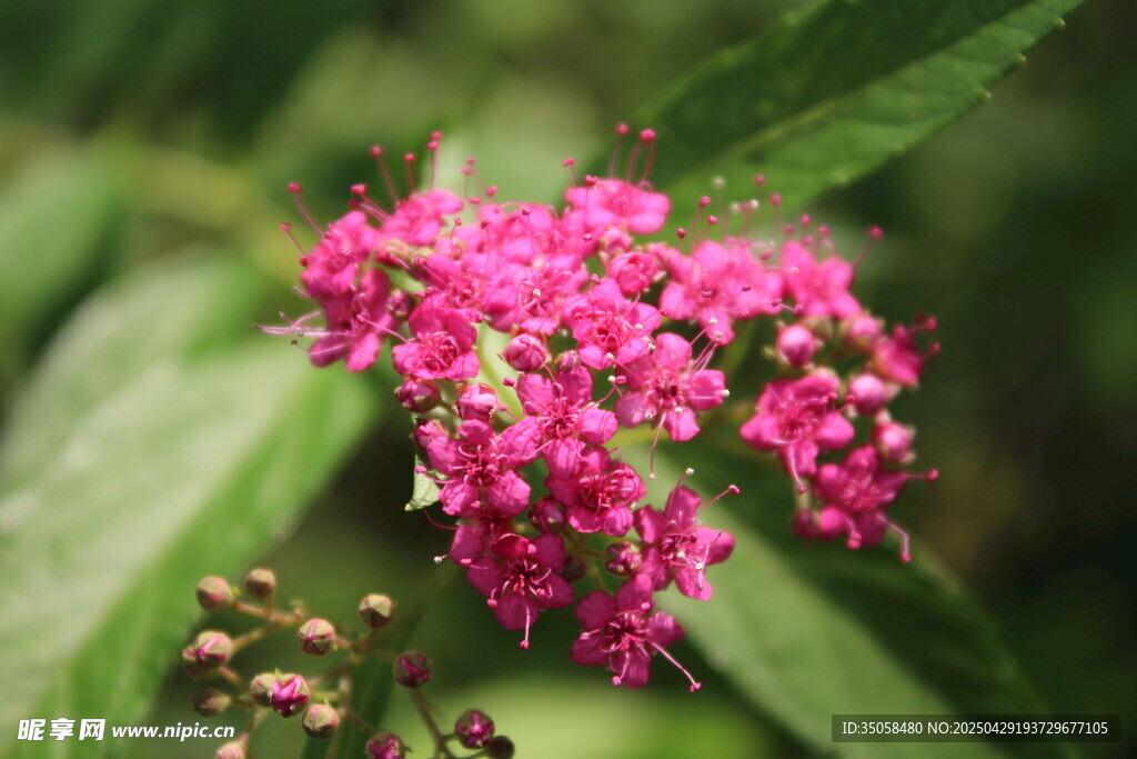 粉花绣线菊