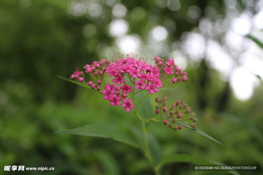 粉花绣线菊