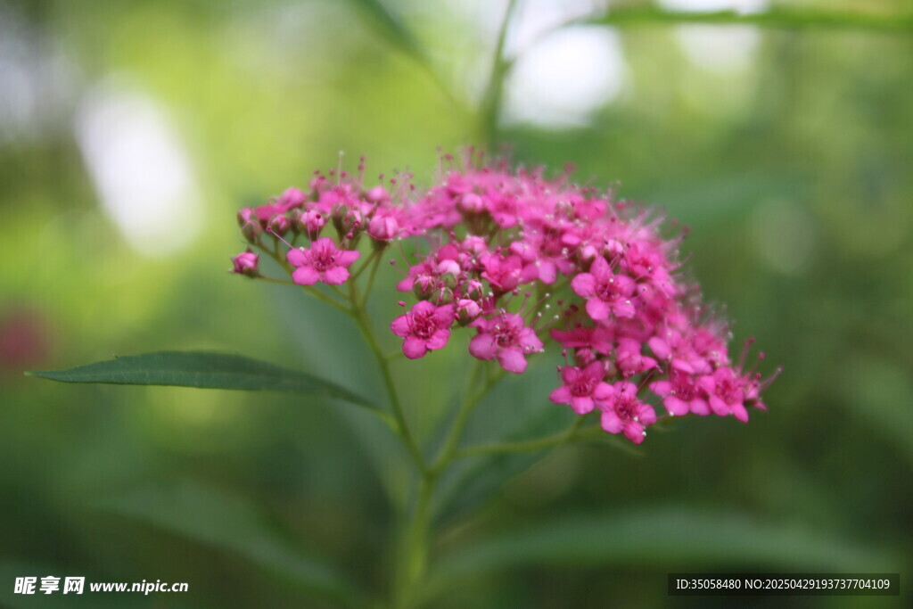 粉花绣线菊