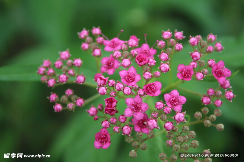 粉花绣线菊