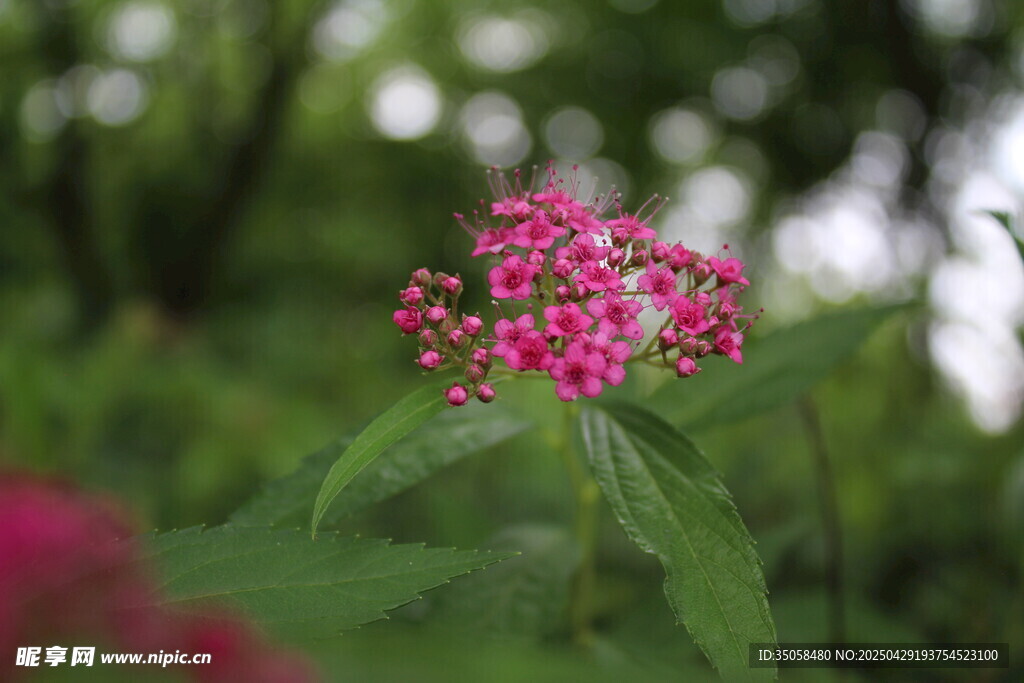 粉花绣线菊 