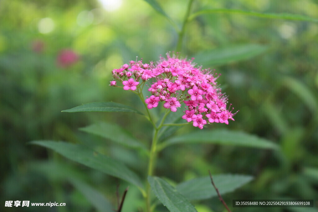 粉花绣线菊