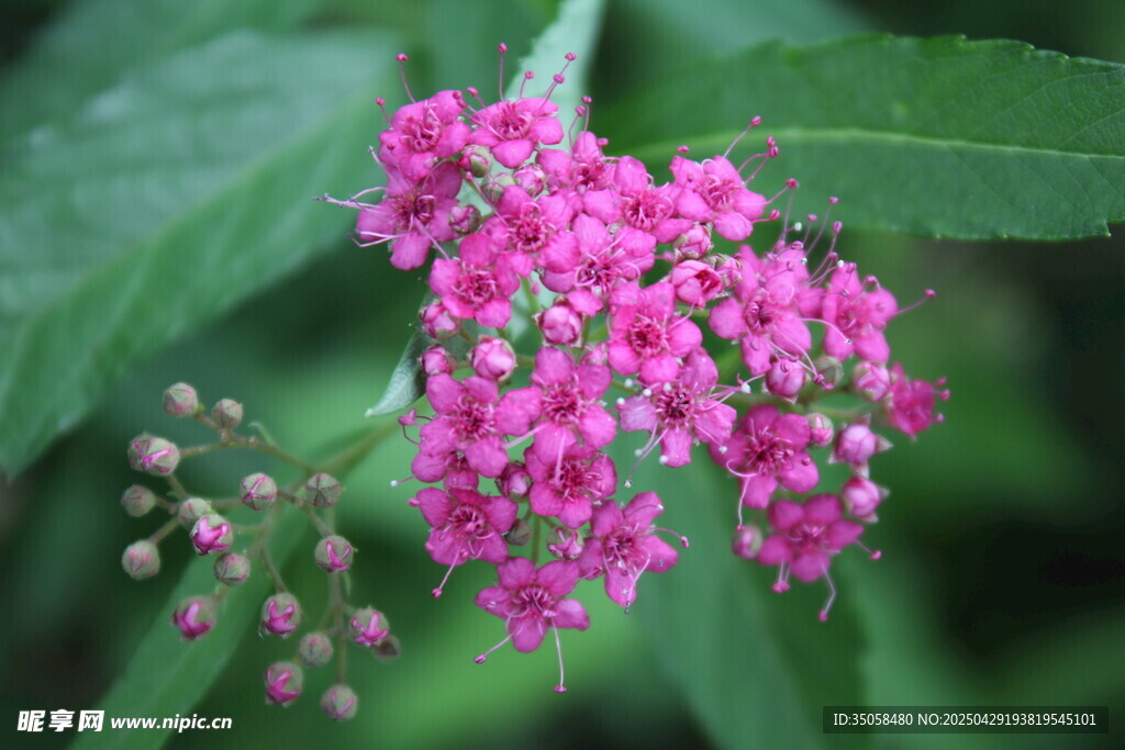 粉花绣线菊