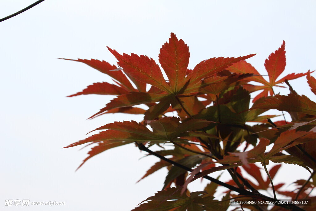 枝头红枫叶