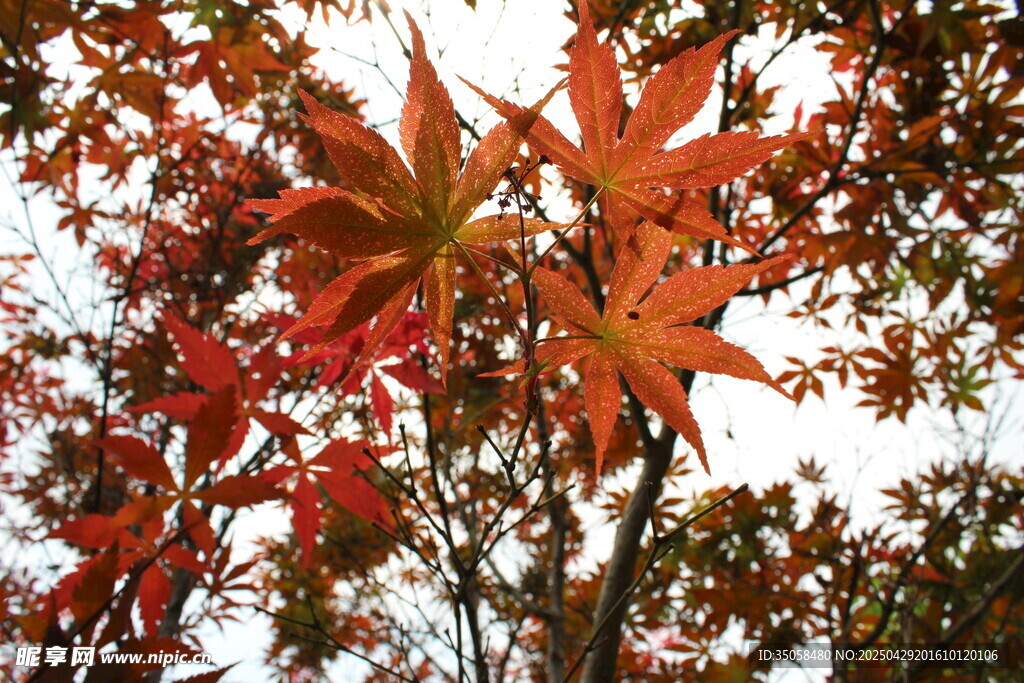 秋日红枫叶树特写