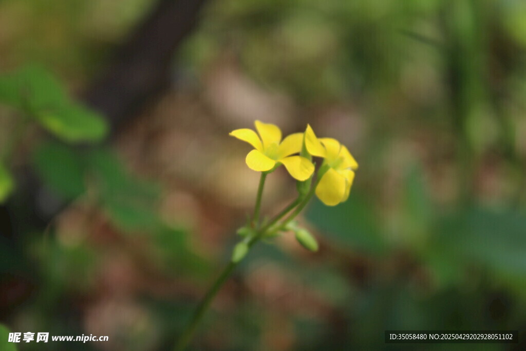 黄花酢浆草