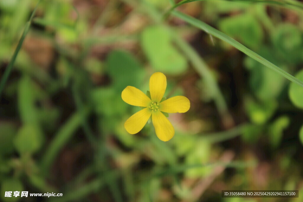 黄花酢浆草