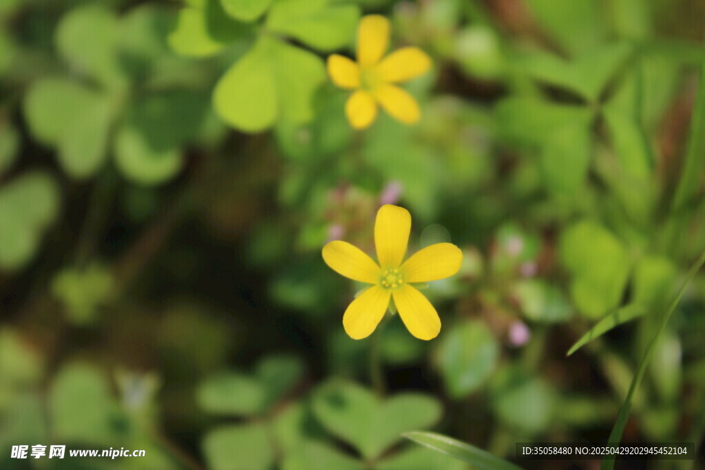 黄花酢浆草