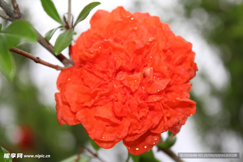 石榴花