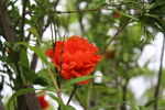 石榴花