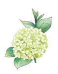 清新绣球花插画