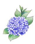 水彩绘蓝绣球花