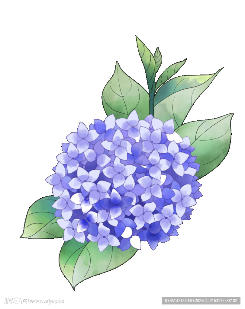水彩绘蓝绣球花