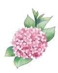 水彩绘粉色绣球花