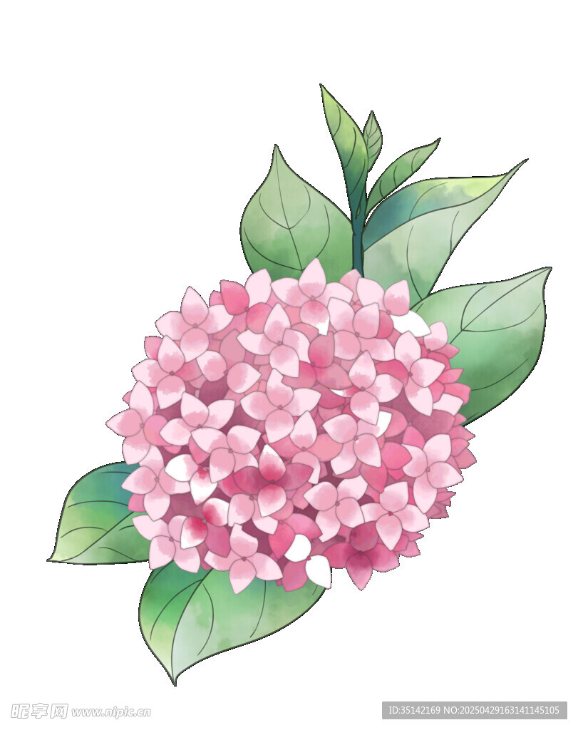 水彩绘粉色绣球花