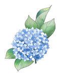 蓝色绣球花水彩插画