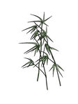 翠绿竹子植物素材图