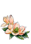 手绘粉色玉兰花插画