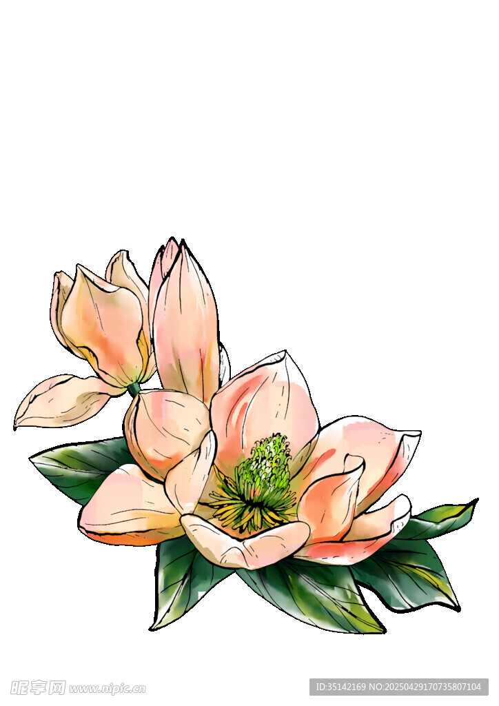手绘粉色玉兰花插画