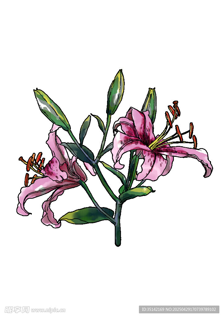 粉色百合花插画