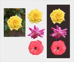 实拍多彩花卉抠图