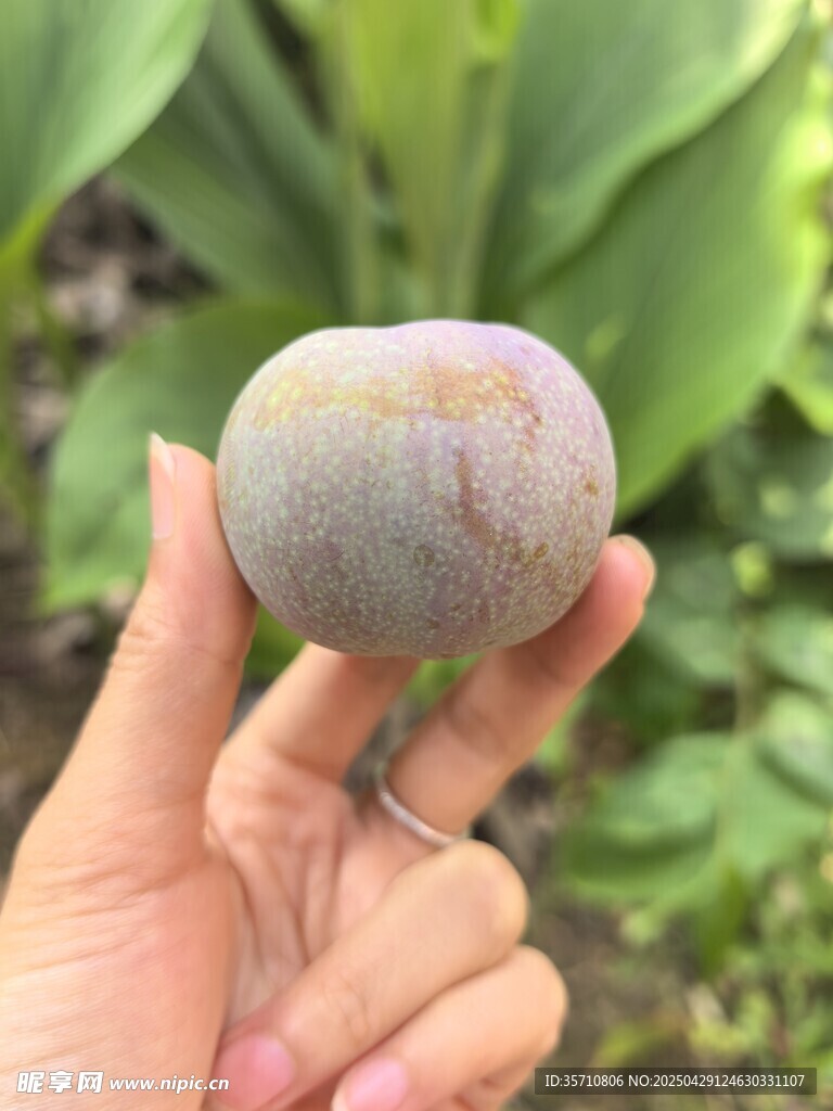 手捧新鲜饱满的果子