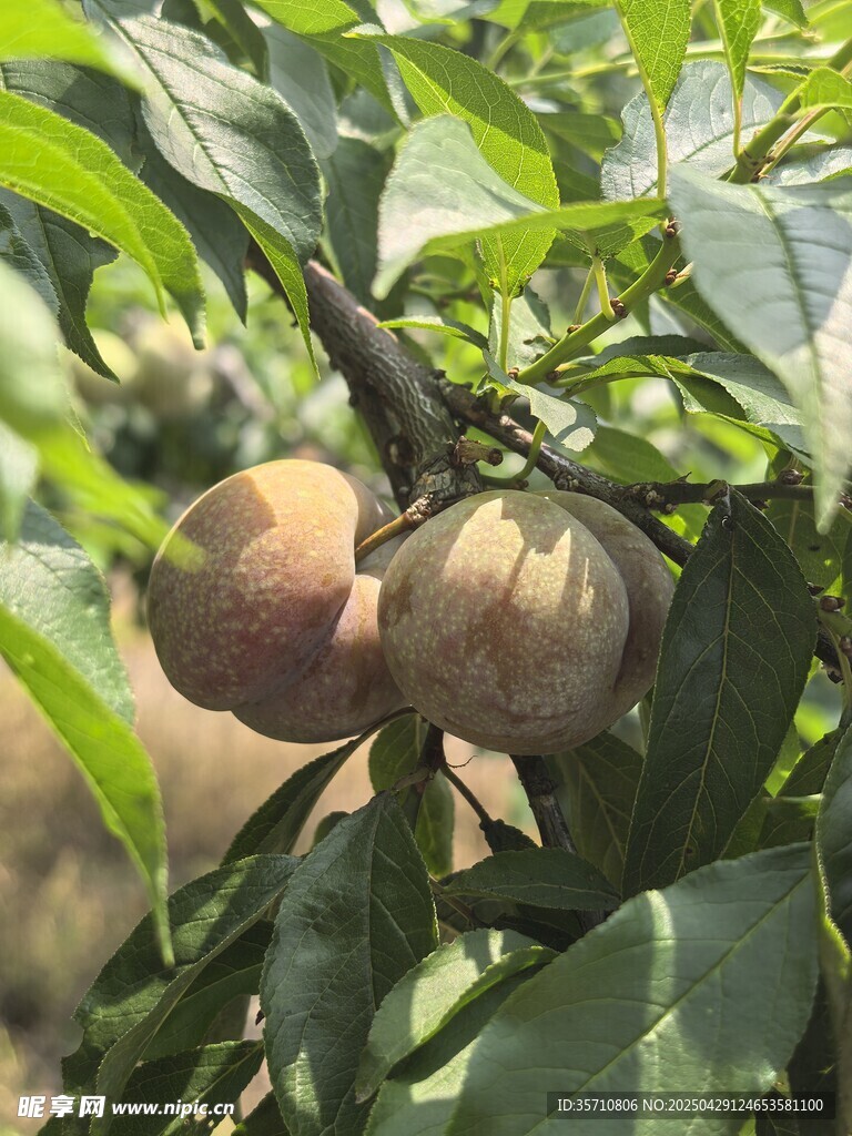 枝头饱满的成熟三华李