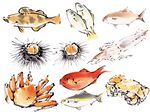 海洋生物水彩插画集合