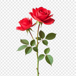 玫瑰花素材