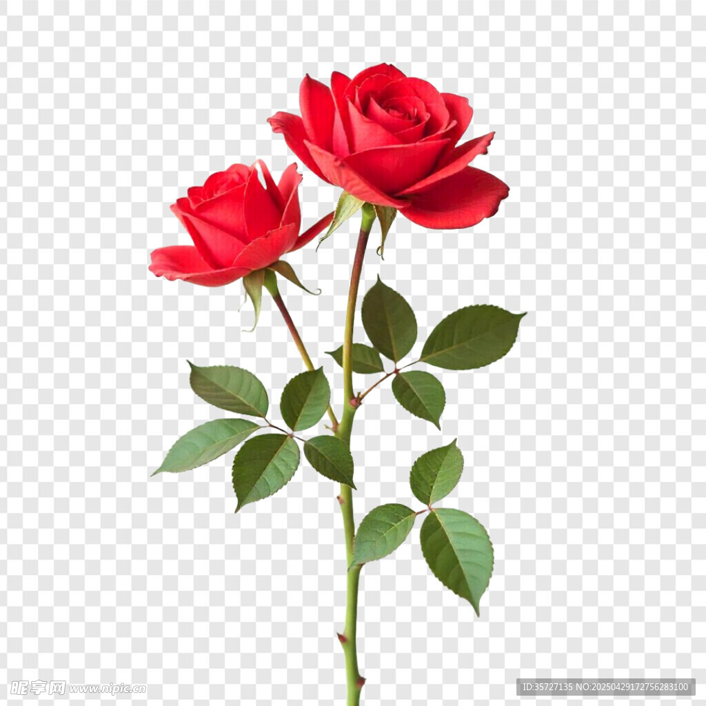 玫瑰花素材