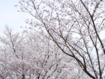春日烂漫樱花树景
