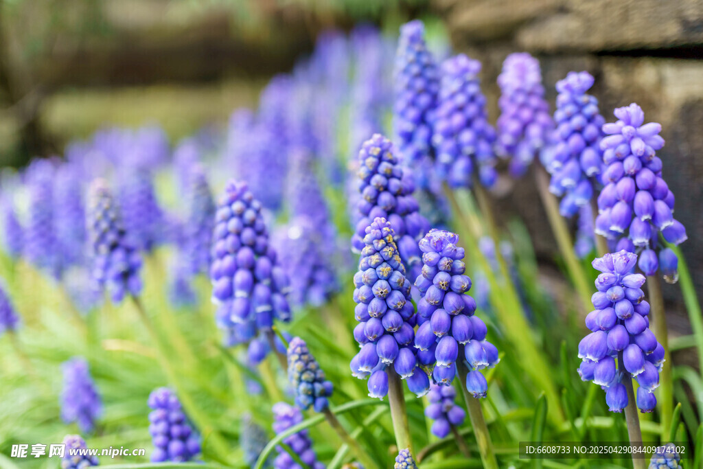 紫色葡萄风信子花卉美景