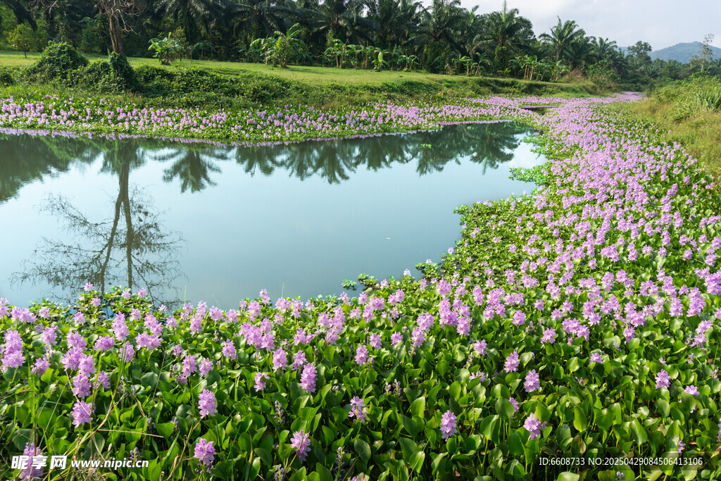 湖畔水生花卉绽放美景