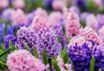 缤纷风信子花海