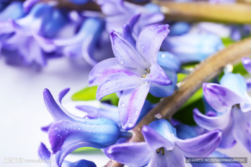 美丽风信子花朵特写