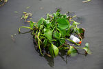 水中漂浮的绿色水生植物