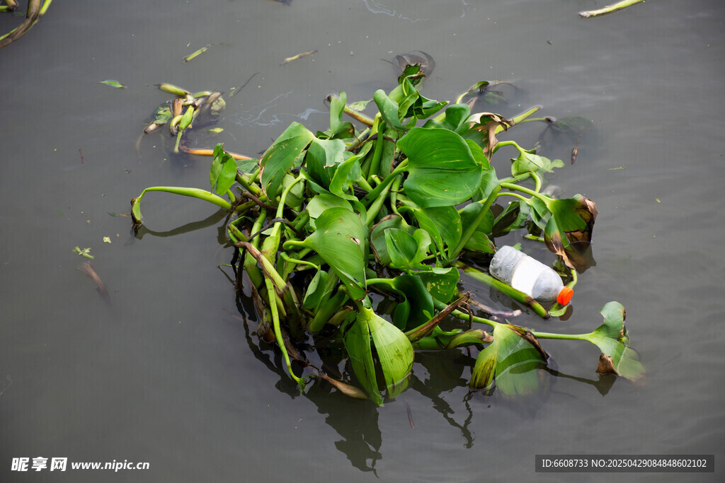 水中漂浮的绿色水生植物