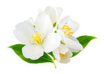 清新绽放的白色茉莉花